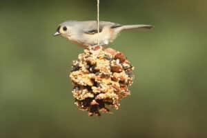 Caregivers in Far West Houston TX: How to Birdwatch with Your Aging Loved One