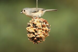 Home Care Services in The Energy Corridor TX: Birdwatching is a Hobby Grandkids and Grandparents Both Enjoy